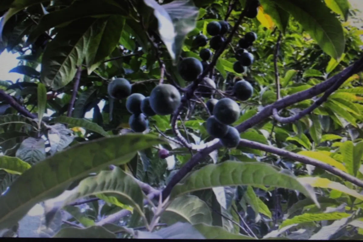 Ripe blue rudraksha fruit hanging among green leaves on the tree