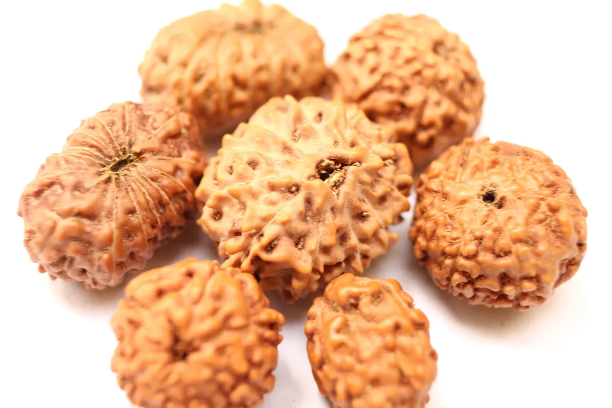 Rudraksha beads close up